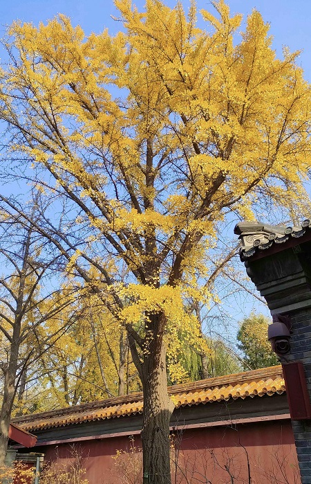 1733189421108625.jpg 银杏1.jpg