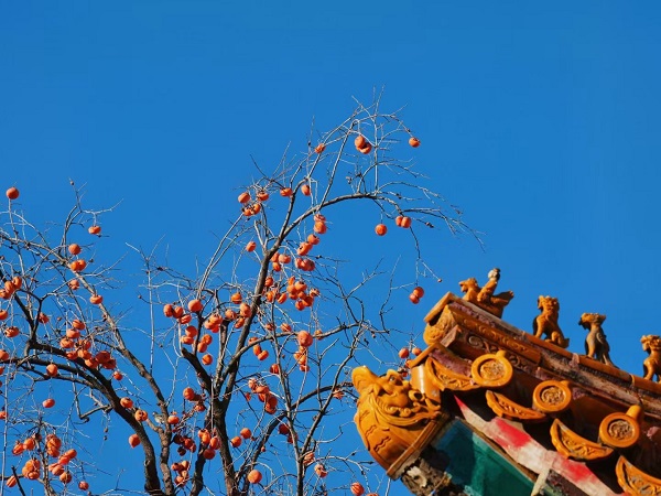 1733191163667164.jpg 柿子.jpg